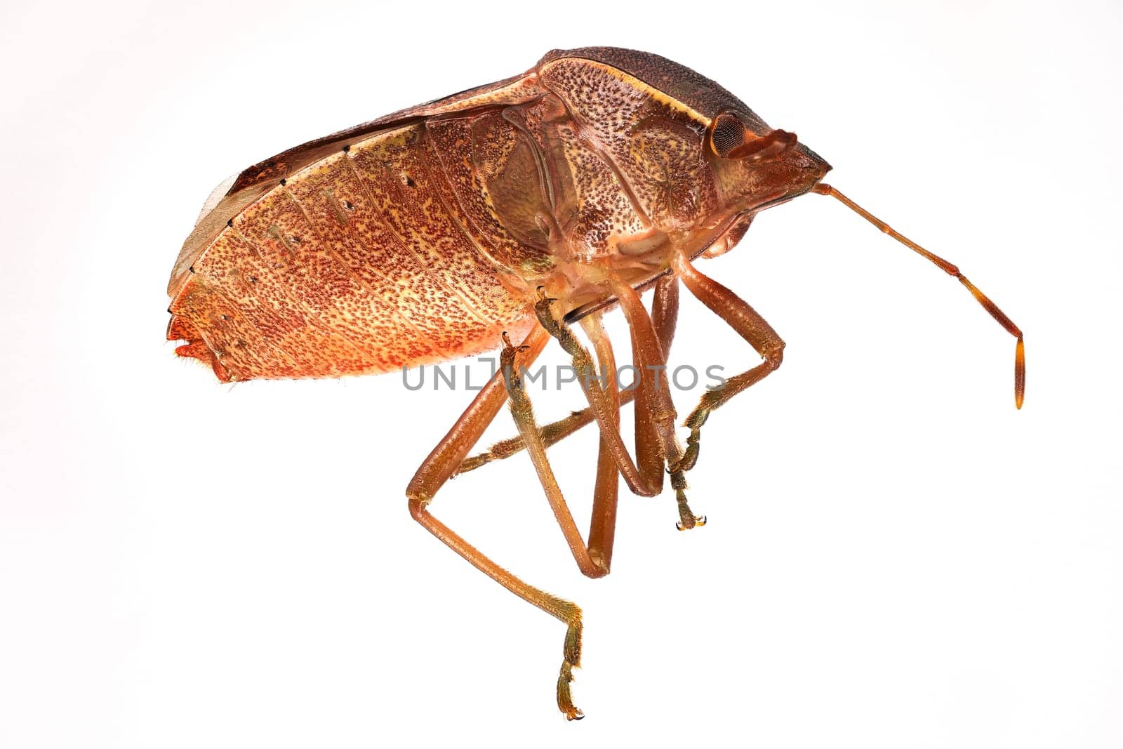 Brown Stink Bug, close up and studio shot of insect with white background