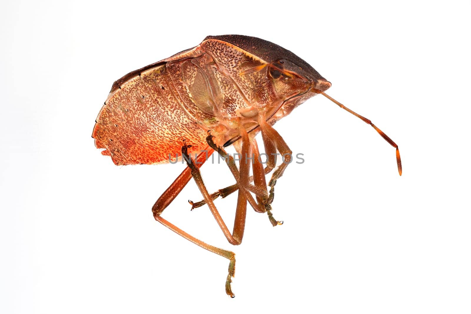 Brown Stink Bug, close up and studio shot of insect with white background