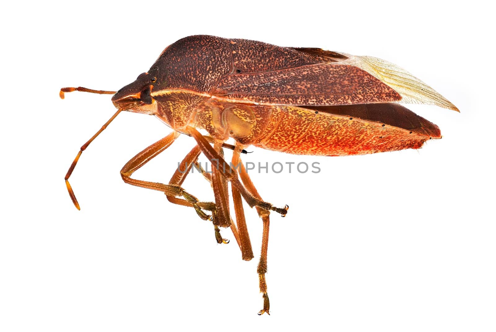 Brown Stink Bug, close up and studio shot of insect with white background