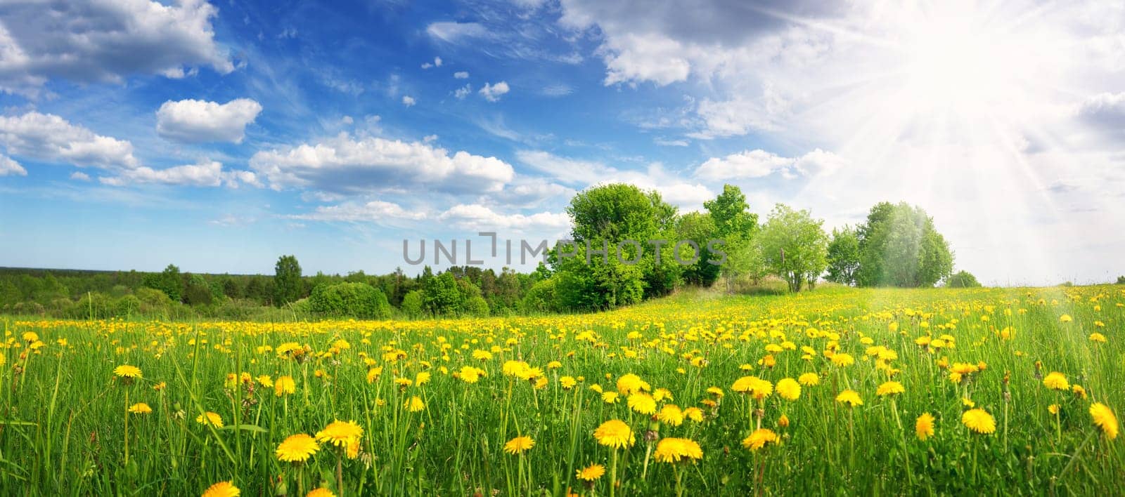 Field with yellow dandelions and blue sky
