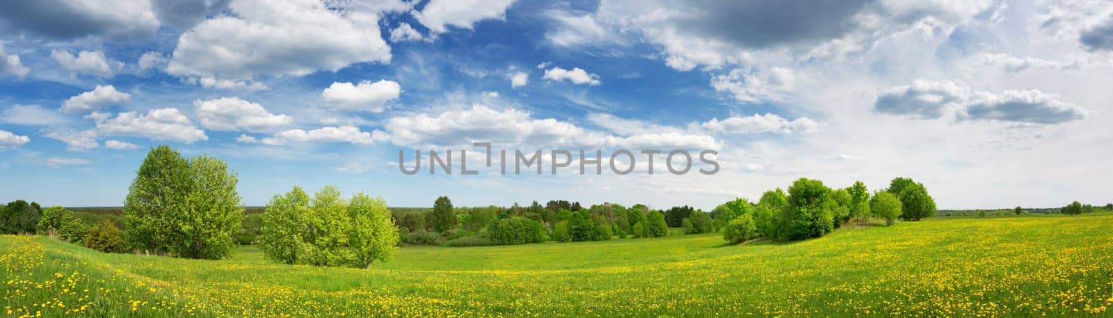 Field with yellow dandelions and blue sky