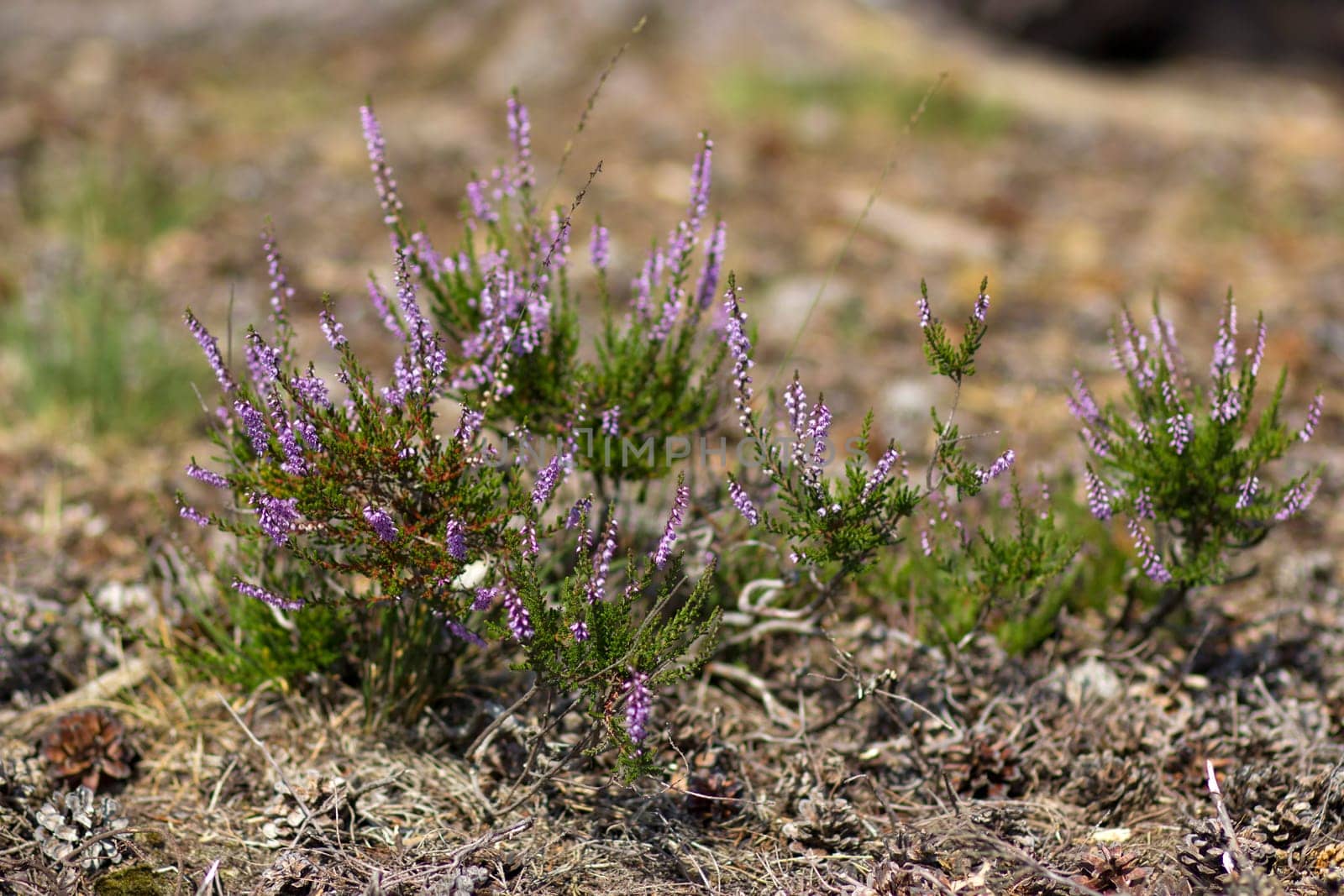Blooming heather in National Park Maasduinen in the Netherlands