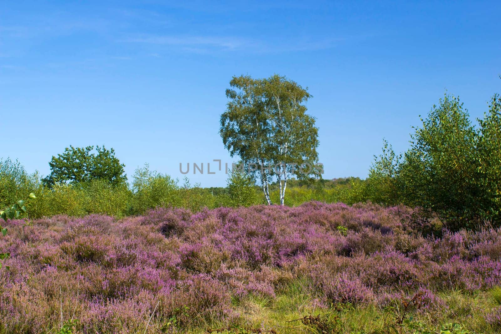 Heathland in National Park Maasduinen in the Netherlands