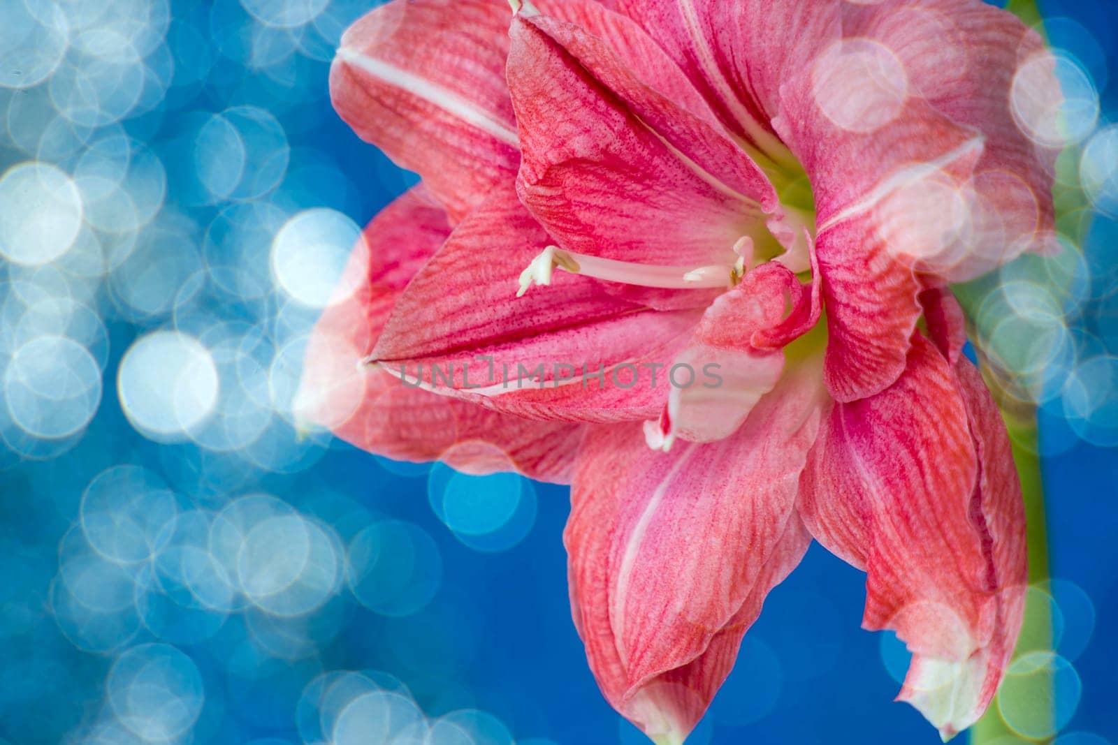 pink flowers Hippeastrum or Amaryllis with bokeh
