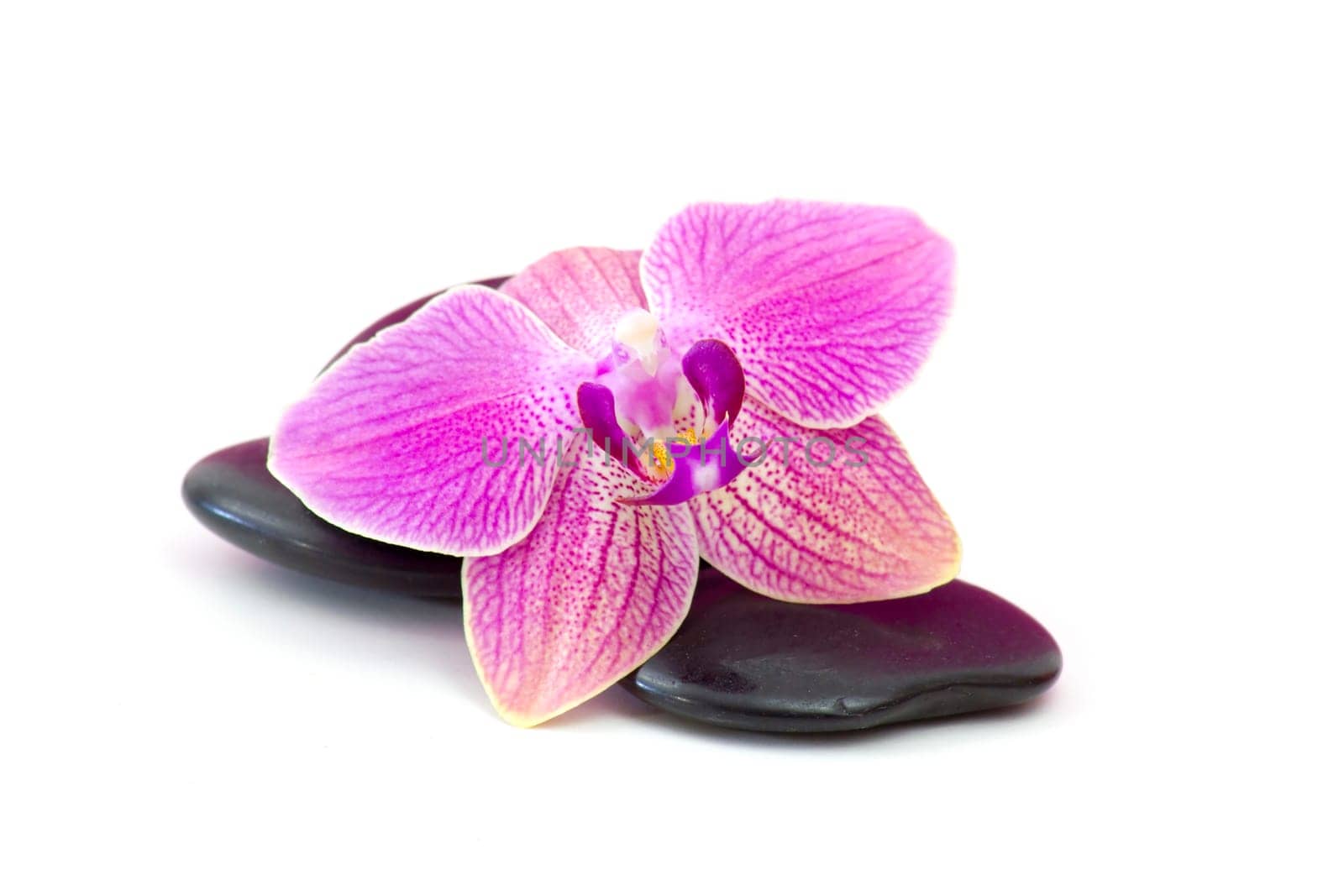 zen basalt stones and orchid isolated on white