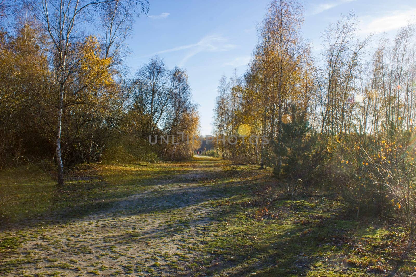 Landscape in the National Park Maasduinen in the Netherlands