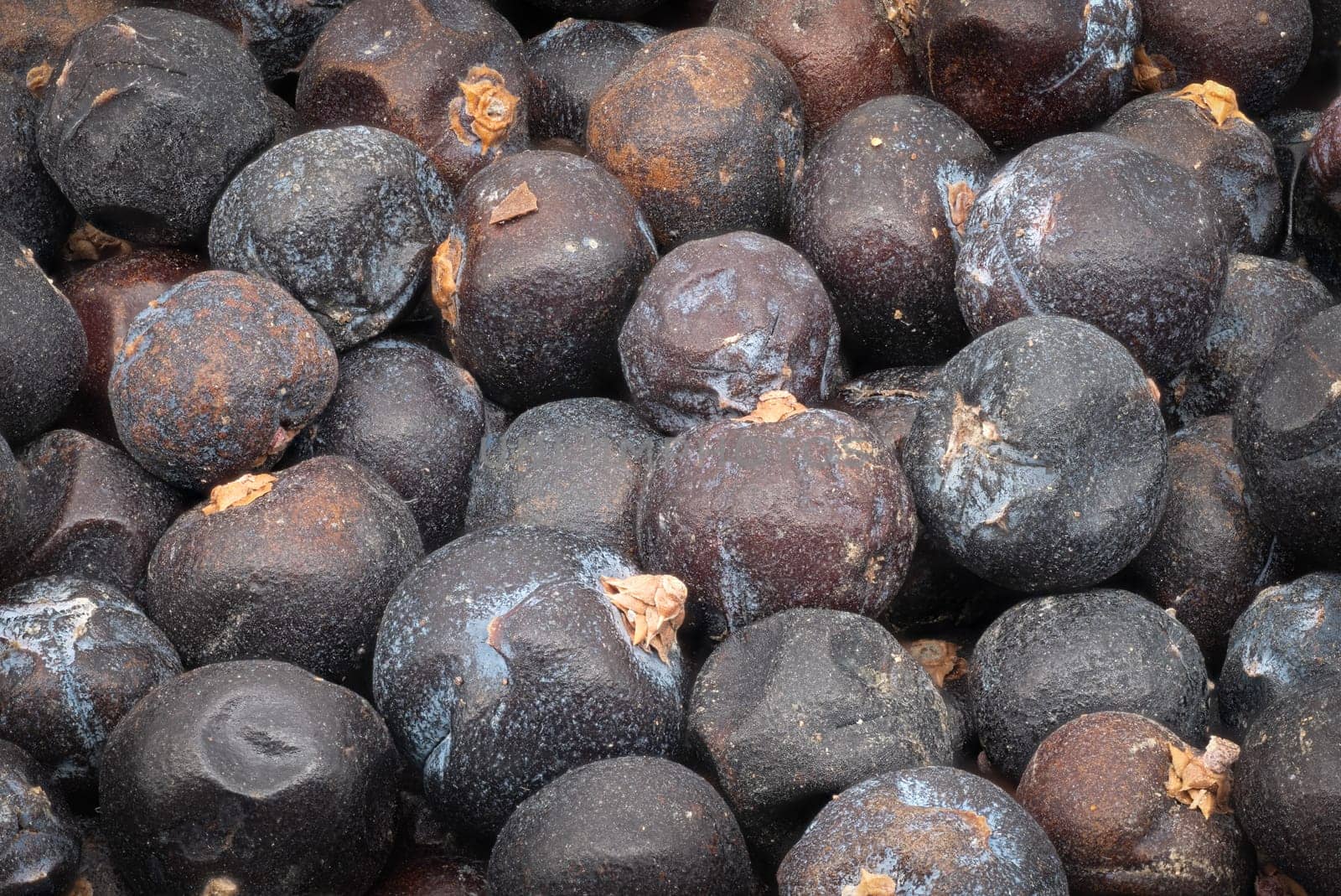 Juniper Berries, close up and studio shot of dried berries