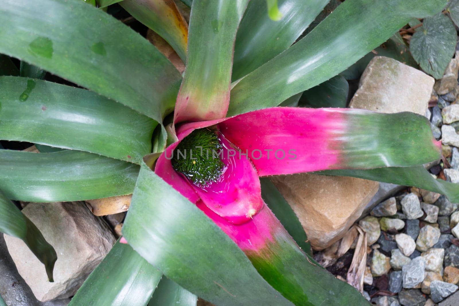 Green plant pots in the garden, stock photo