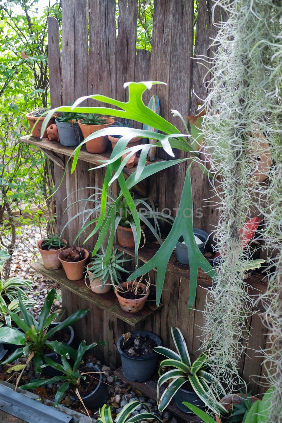 Green plant pots in the garden, stock photo