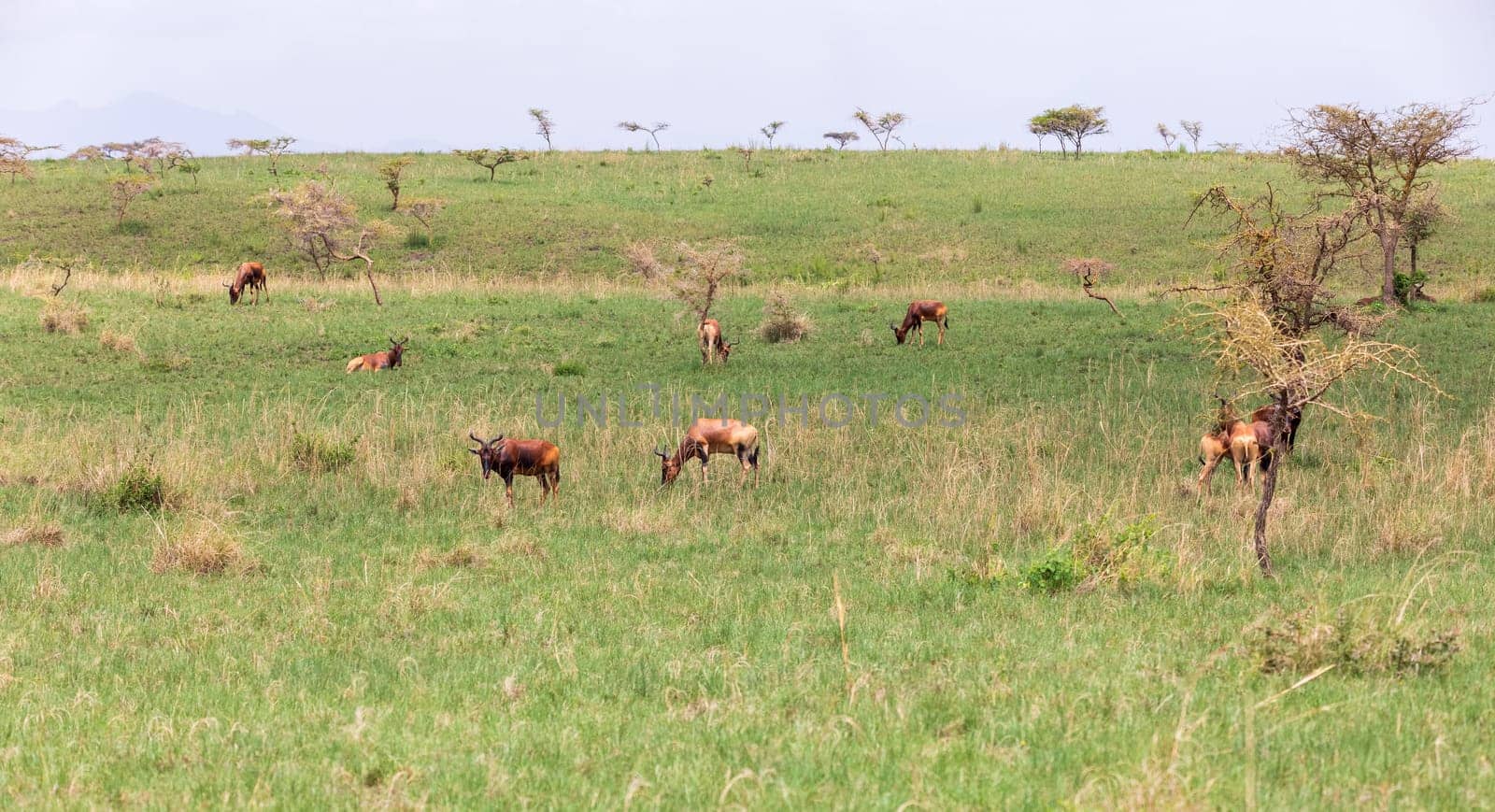 Swaynes Hartebeest antelope in Senkelle Sanctuary, Ethiopia, Africa wildlife