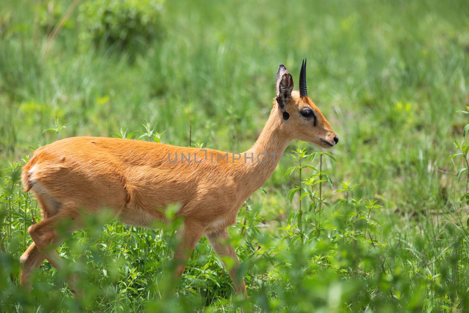 Oribi, Ourebia ourebi is cute small antelope found in eastern, southern and western Africa. Ethiopia, Senkelle Sanctuary, Africa wildlife