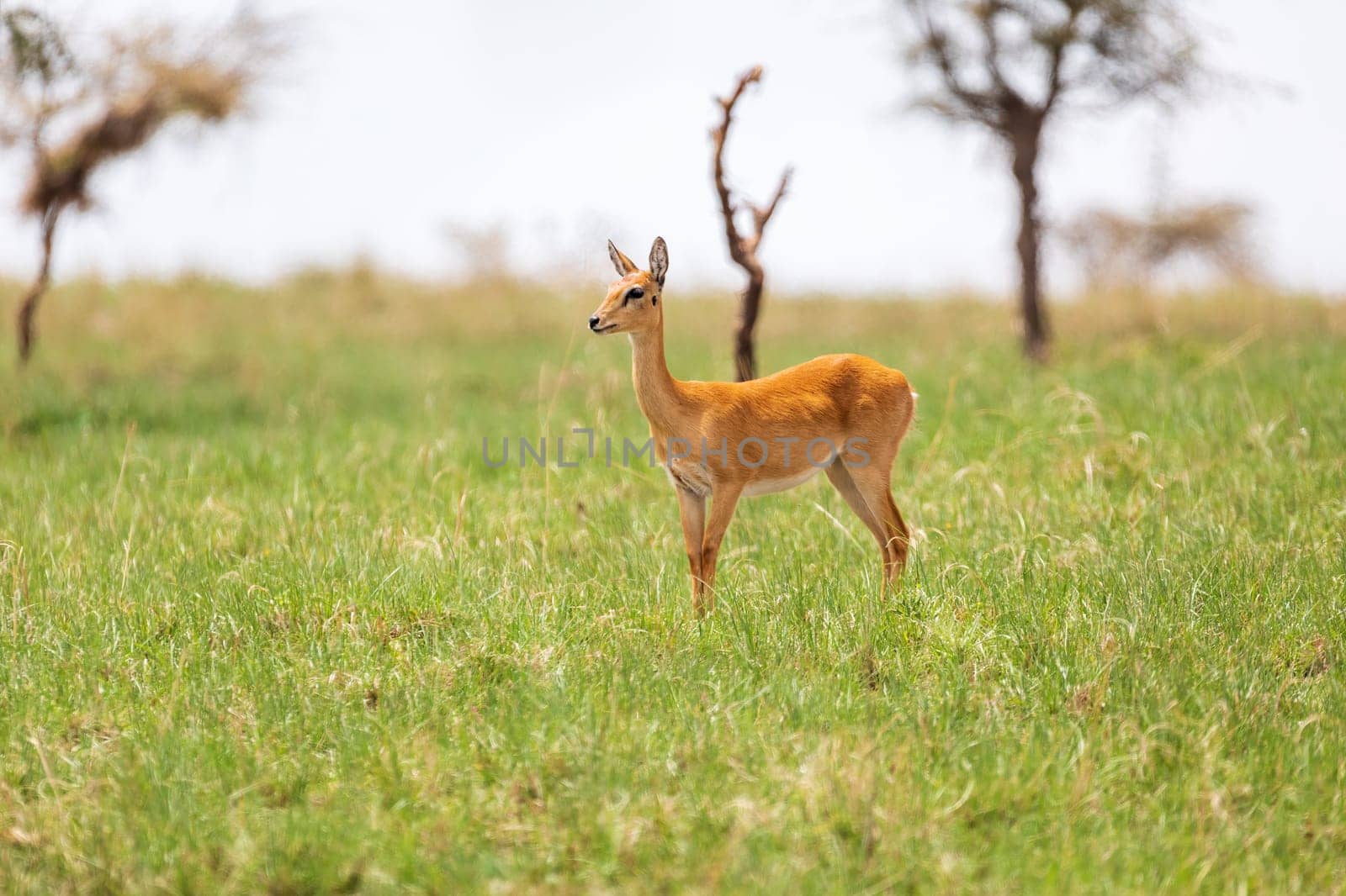 Oribi, Ourebia ourebi is cute small antelope found in eastern, southern and western Africa. Ethiopia, Senkelle Sanctuary, Africa wildlife