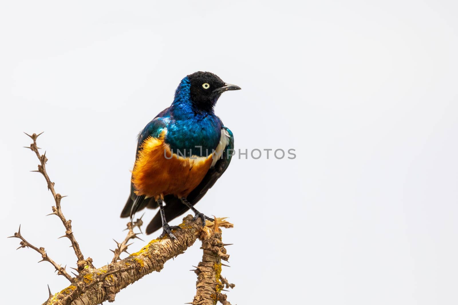 The superb Starling bird perched on a twig. Lamprotornis superbus. Ethiopia Wildlife.