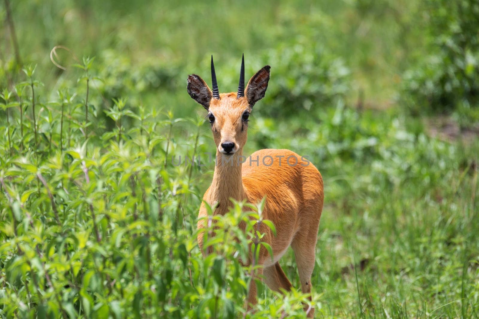 Oribi, Ourebia ourebi is cute small antelope found in eastern, southern and western Africa. Ethiopia, Senkelle Sanctuary, Africa wildlife
