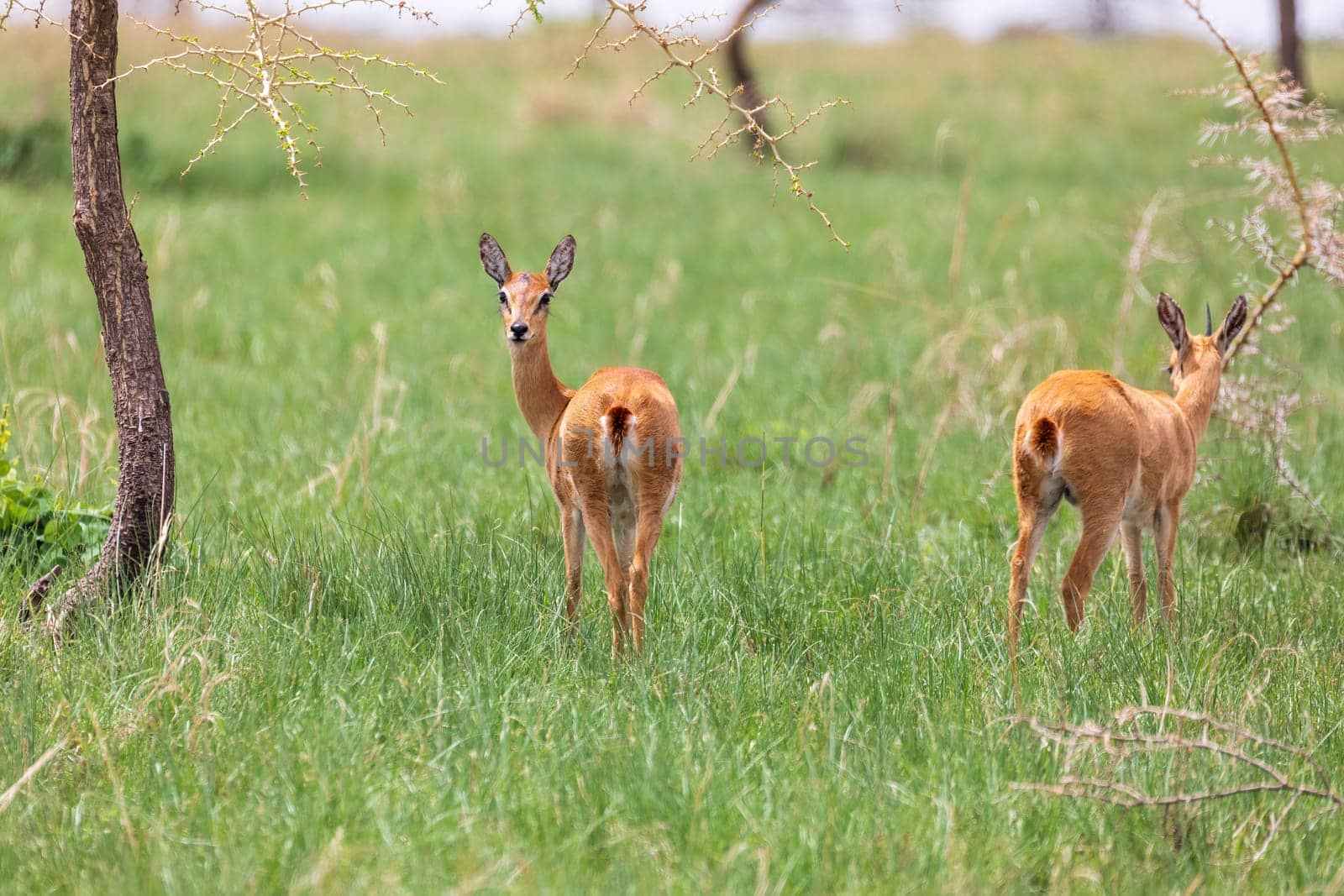 Oribi, Ourebia ourebi is cute small antelope found in eastern, southern and western Africa. Ethiopia, Senkelle Sanctuary, Africa wildlife