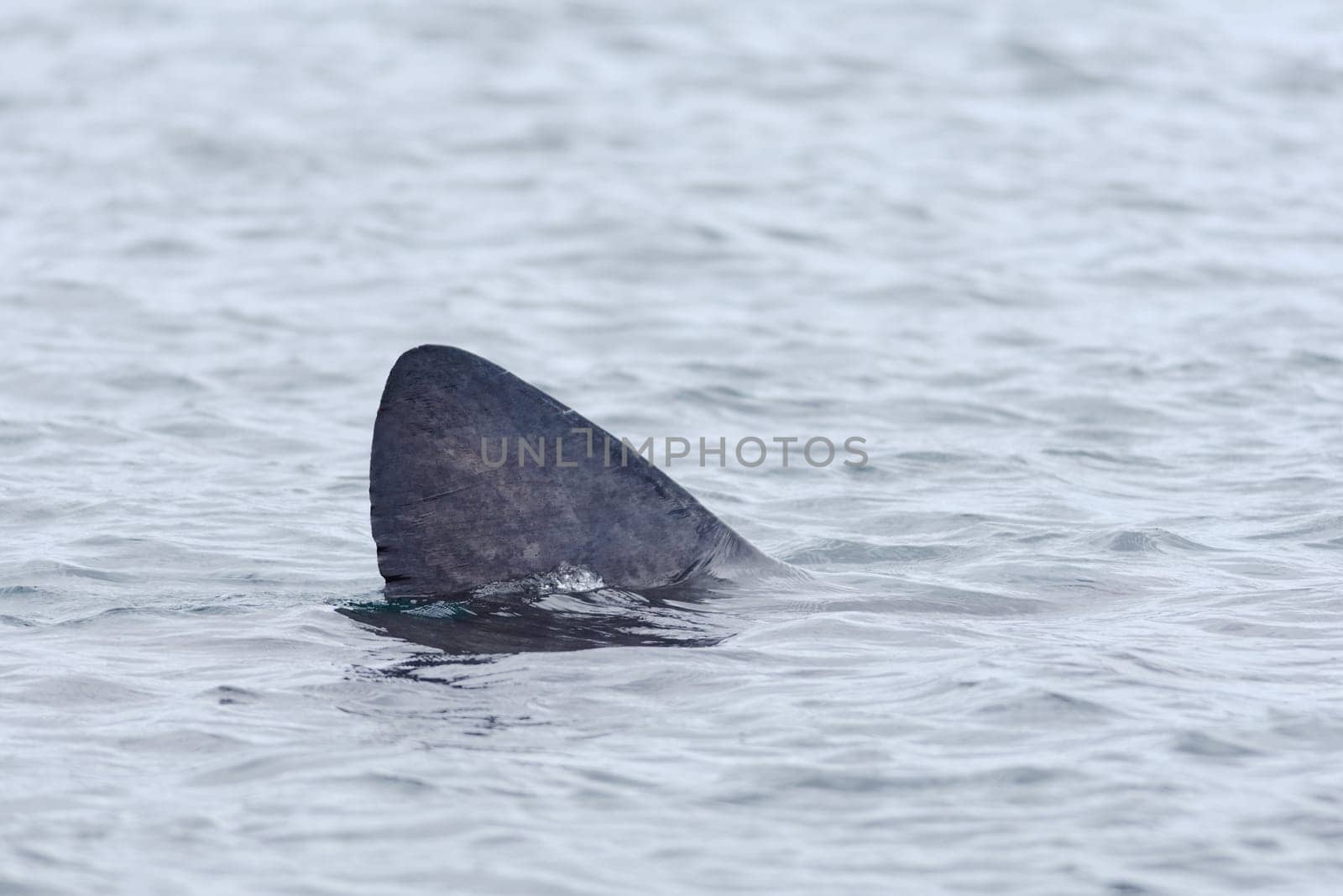 1 - Detailed side profile of a basking shark dorsal fin amongst grey overcast scottish sea water off the shore of the isle of raasay. Cutting water.