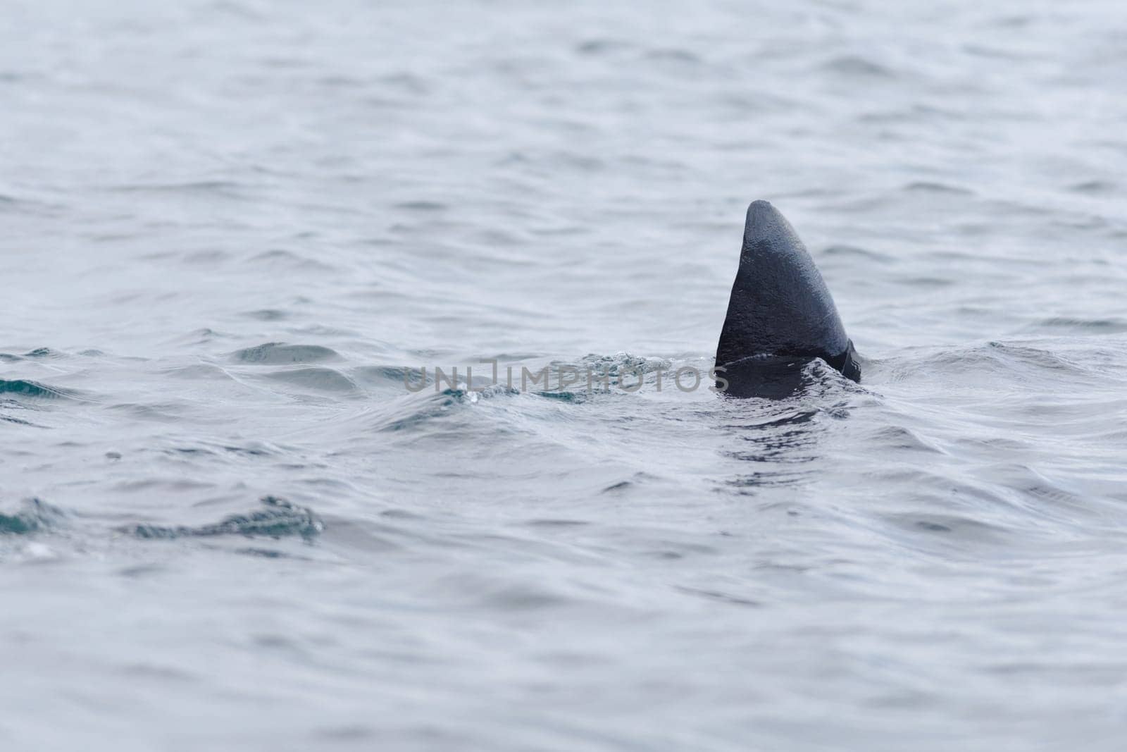 3 - Crisp image of the dark black dorsal fin of a basking shark swimming out of frame. Plain rippled water background makes the shark stand out more.