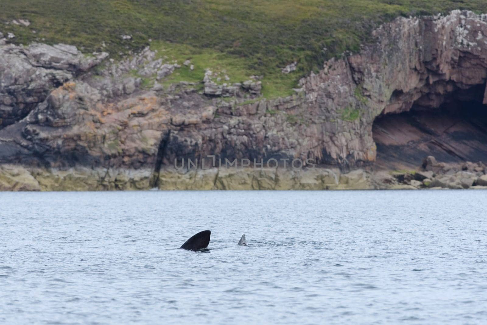 Geologic landscape with a basking shark swimming in the sea foreground. Wild and natural area of the Isle of raasay in scotland, UK. Marine biology.