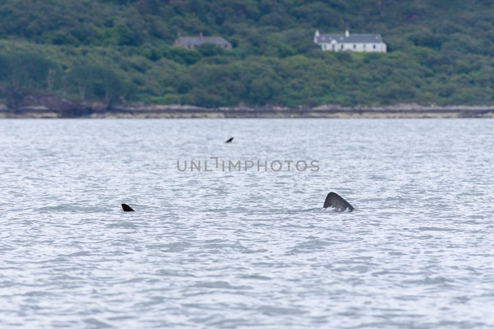 The tail and dorsal fins of two large basking sharks swim in alternate directions as their paths cross in front of a rural part of the isle of Raasay