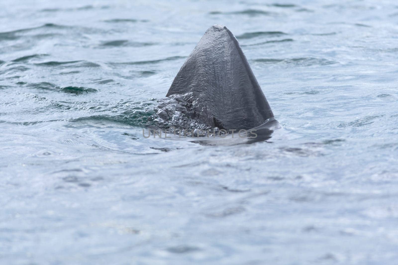 2 - Turquoise sea Water turbulently bubbles as the strong dorsal fin of a large wild basking shark cuts through it. Taken in scottish sea waters.