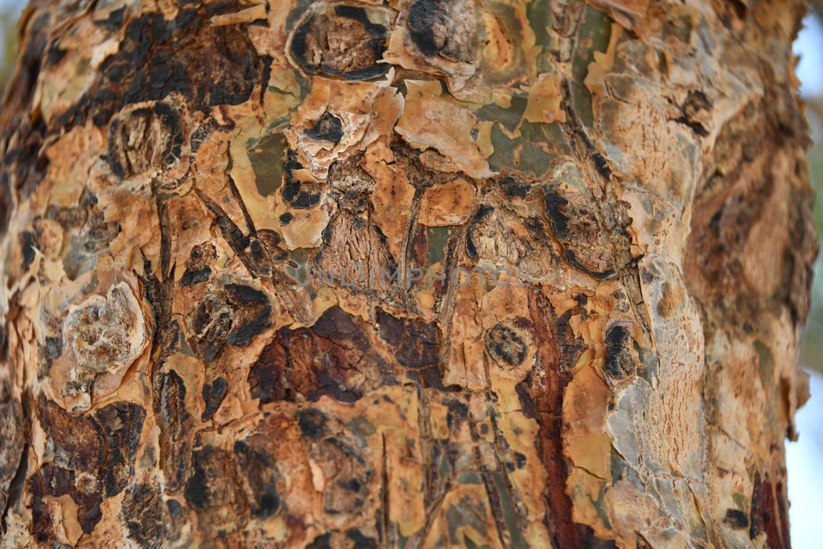 Close-up of the bark of a frankincense tree