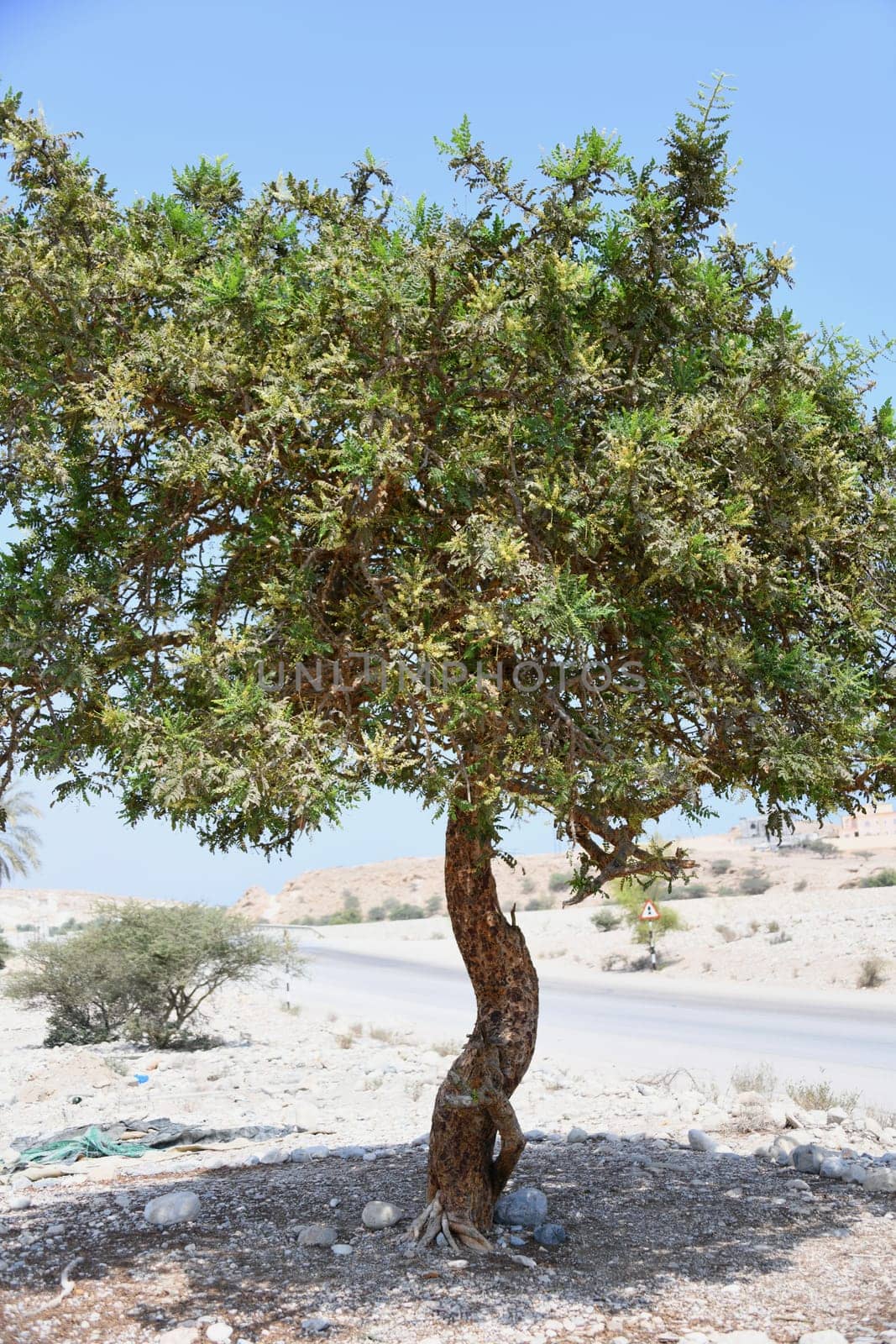 An incense tree sits in the desert of Oman