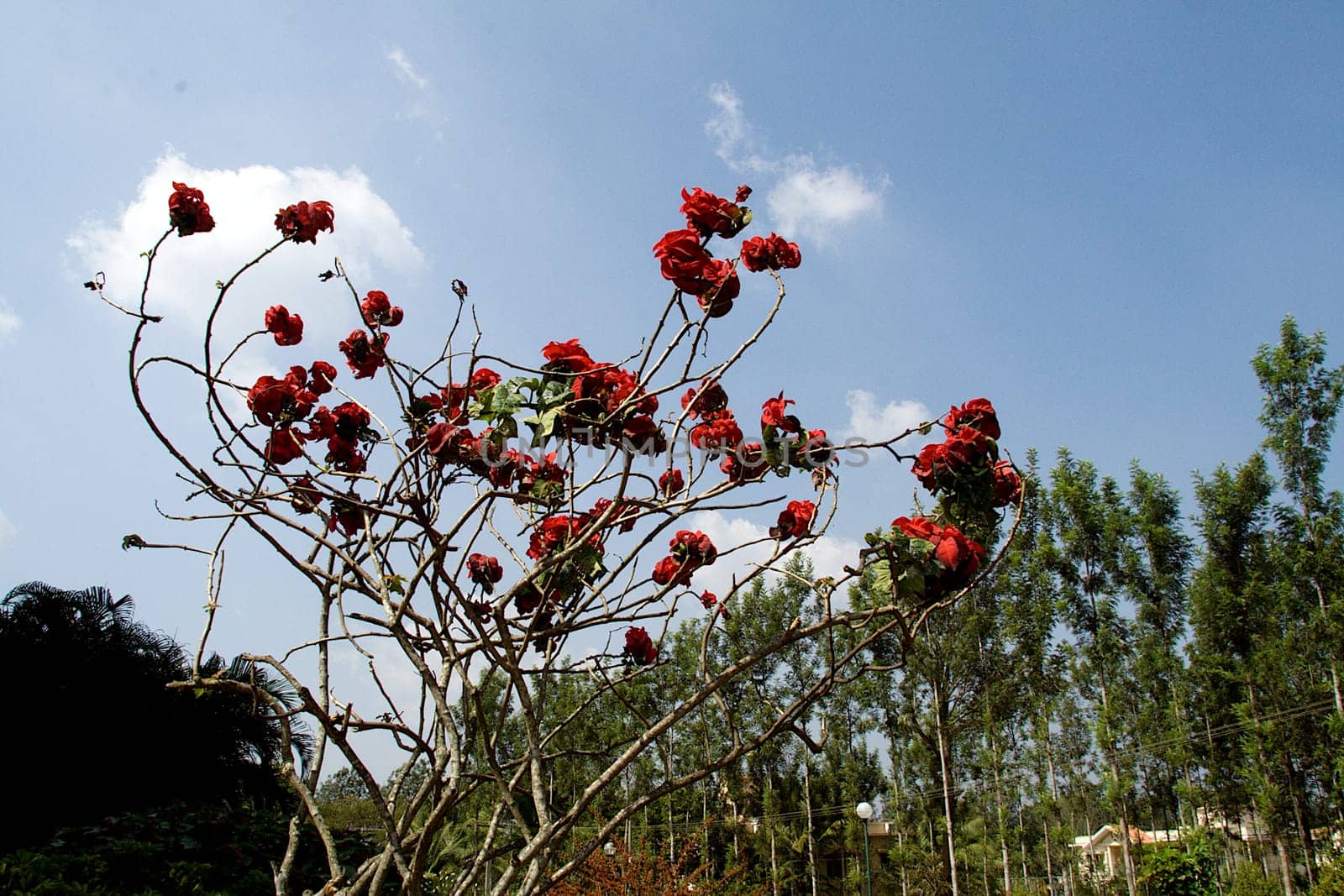 Reddish shimul red silk cotton bush plant with scanty leaves and bare twigs