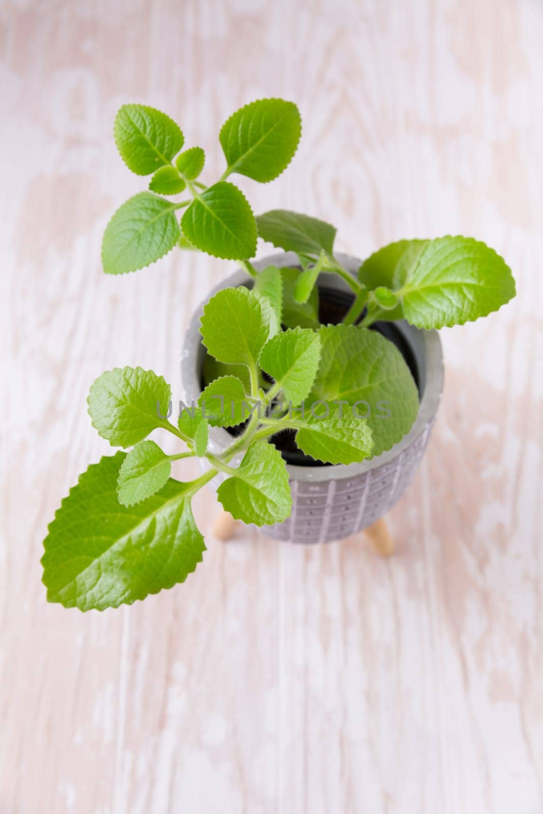 Coleus amboinicus - Cuban oregano, Spanish thyme. Used as oregano for cooking and meat dishes