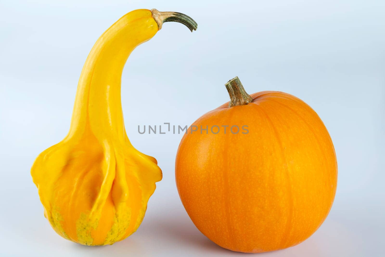 Yellow colored pumpkins on a white background.