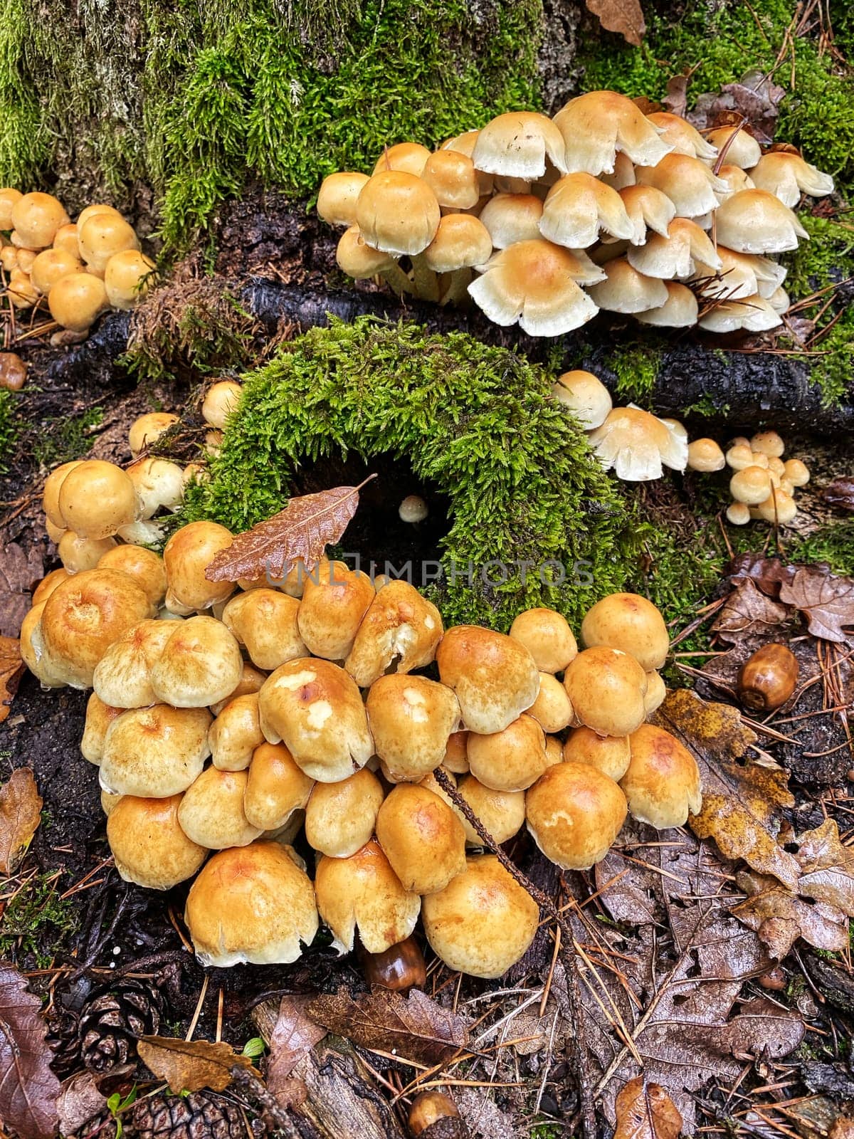 Polypore Autumn, close up of wild mushrooms in forest