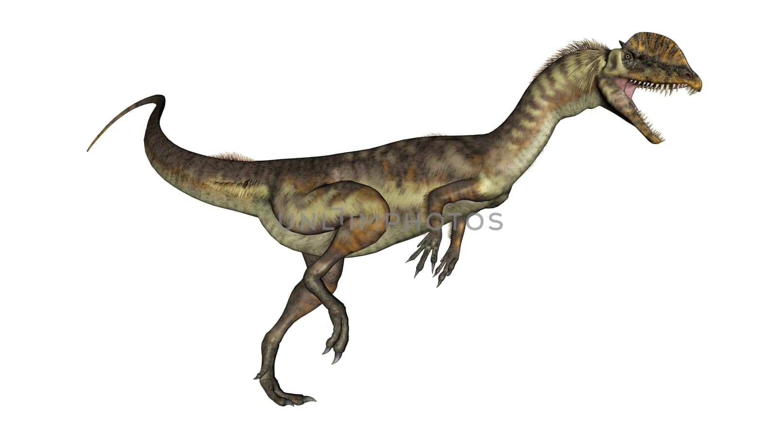 Dilophosaurus dinosaur roaring isolated in white background - 3D render