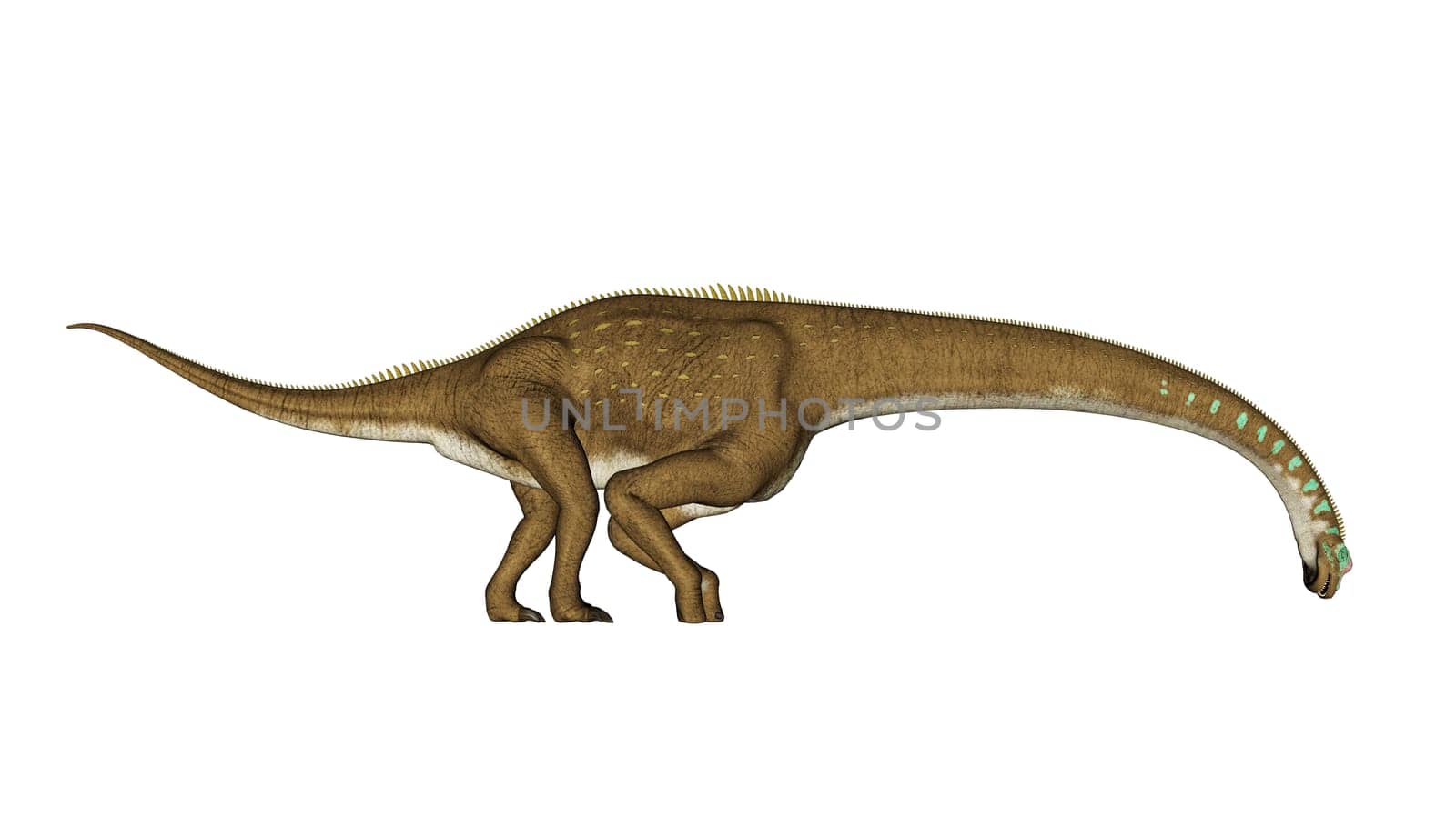 Giraffatitan dinosaur drinking isolated in white background - 3D render