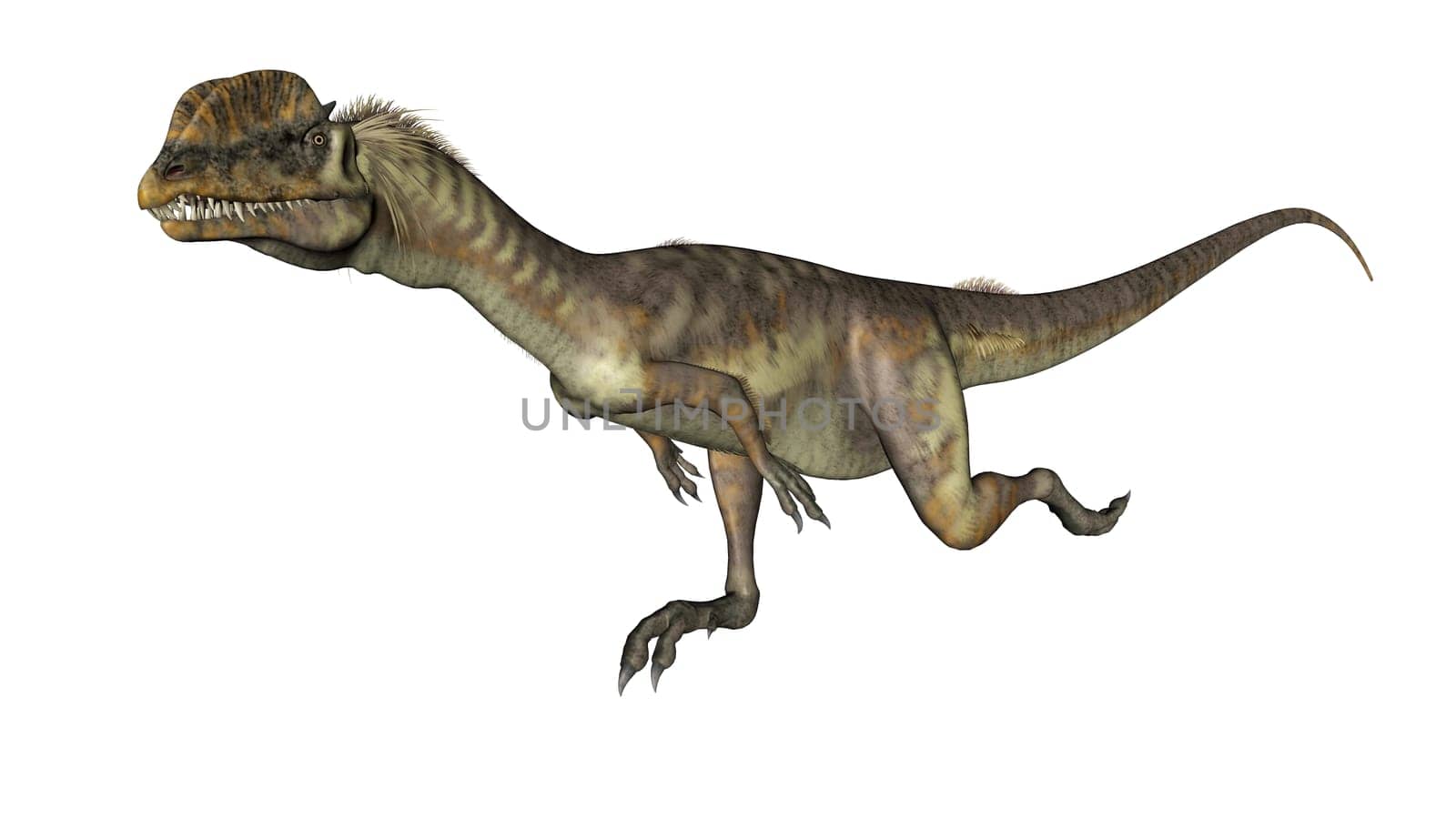 Dilophosaurus dinosaur running isolated in white background - 3D render