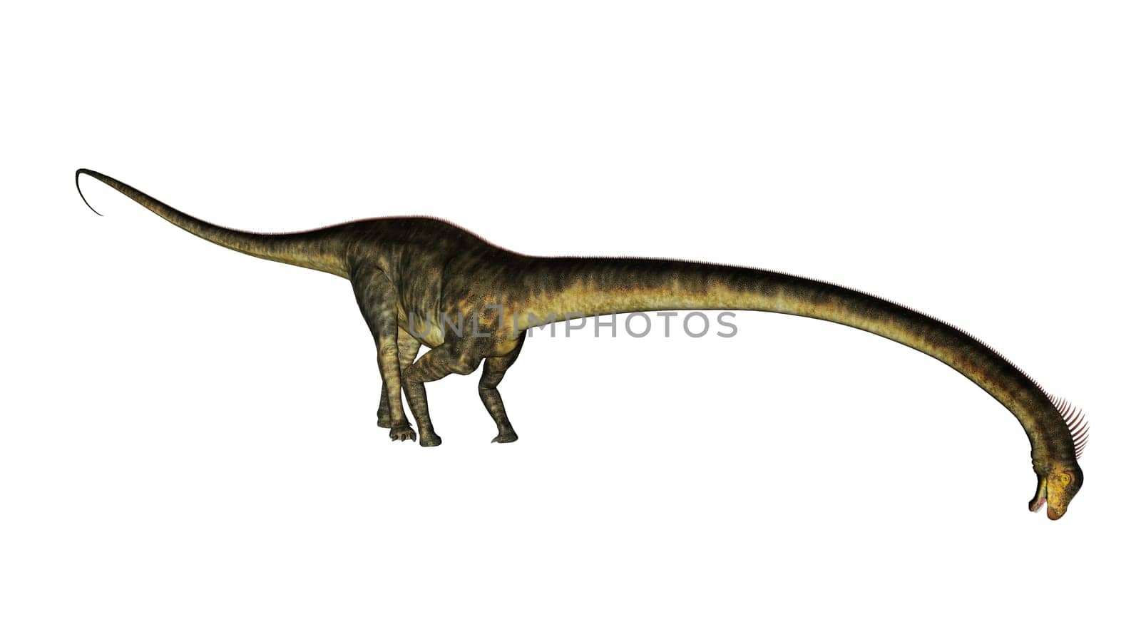 Barosaurus dinosaur isolated in white background - 3D render