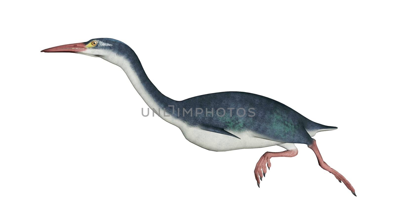 Hesperornis prehistoric bird isolated in white background - 3D render