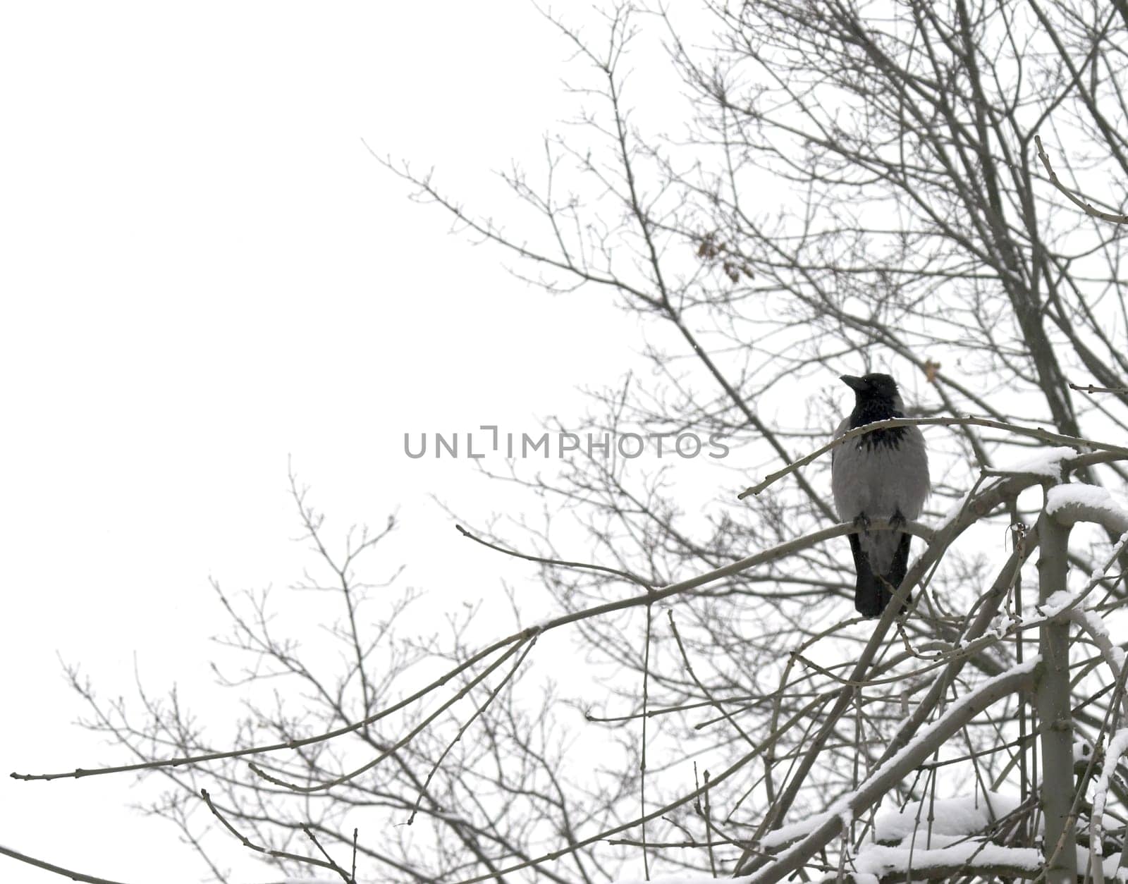 A crow perching on a snow-covered tree branch.