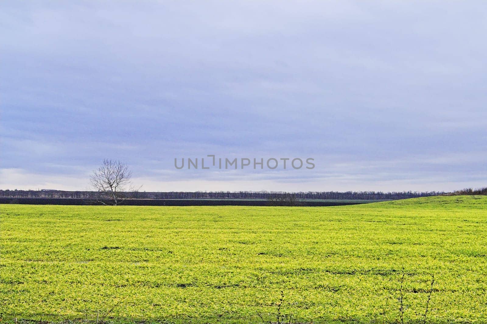 Field, tree, and hill at evening, with overcast skies.