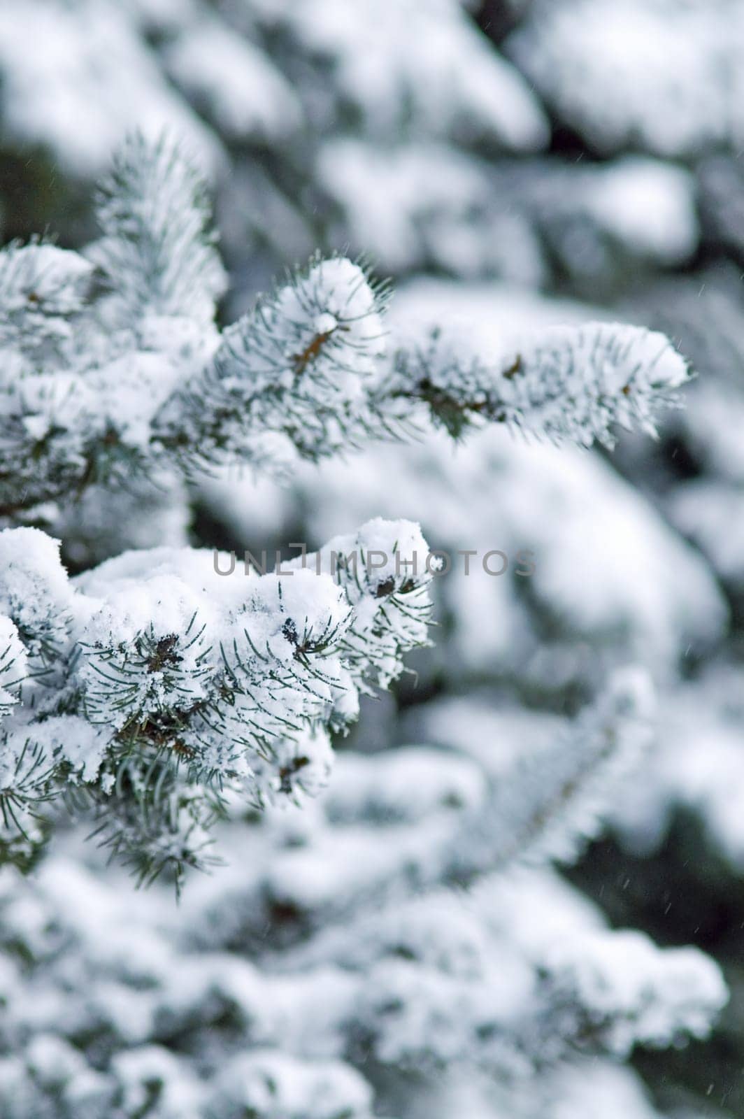 Fir Trees in City Park at Daytime