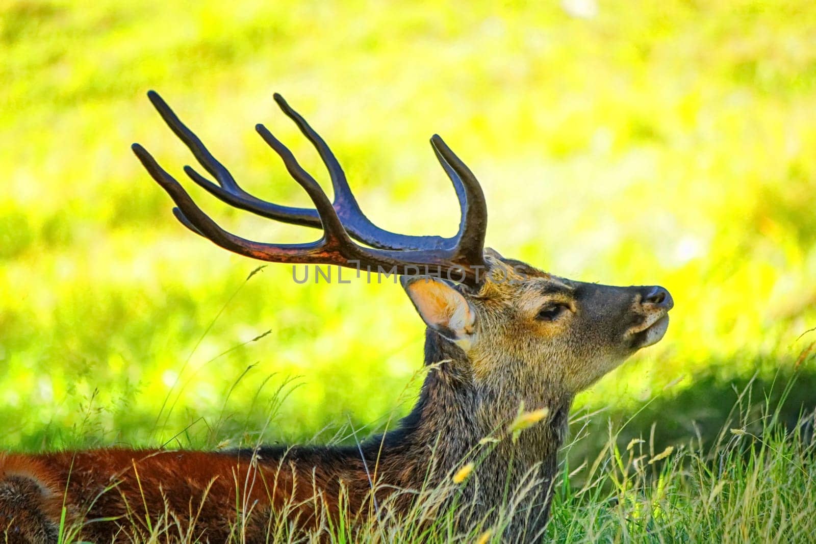 Deer lying in the grass by yellow day