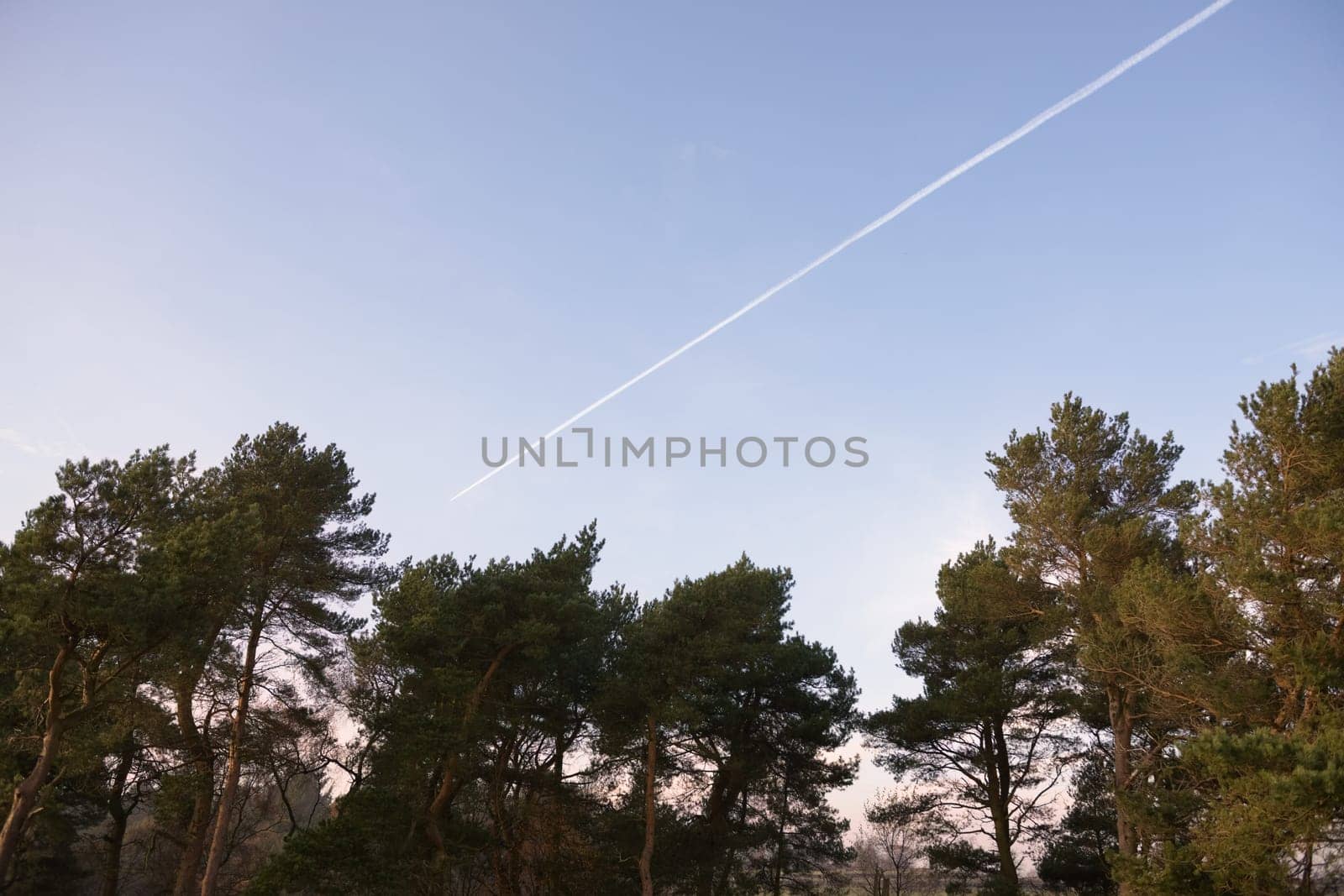 Plenty of copy space, in the form of plain blue evening sky, surrounds the contrails aka vapour trails of a jet as it travels towards tree tops.