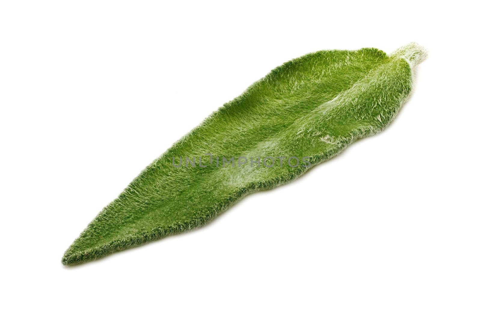 Salvia Leaf Close Up, studio shot of scented herb on white background