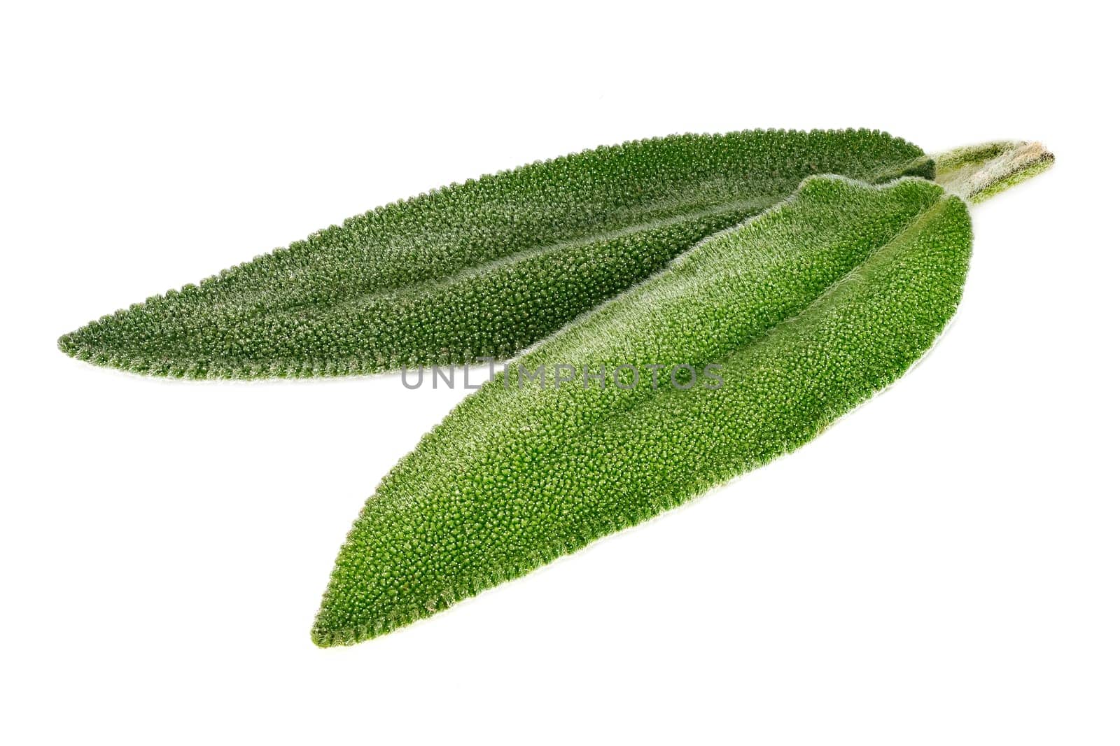 Salvia Leaf Close Up, studio shot of scented herb on white background