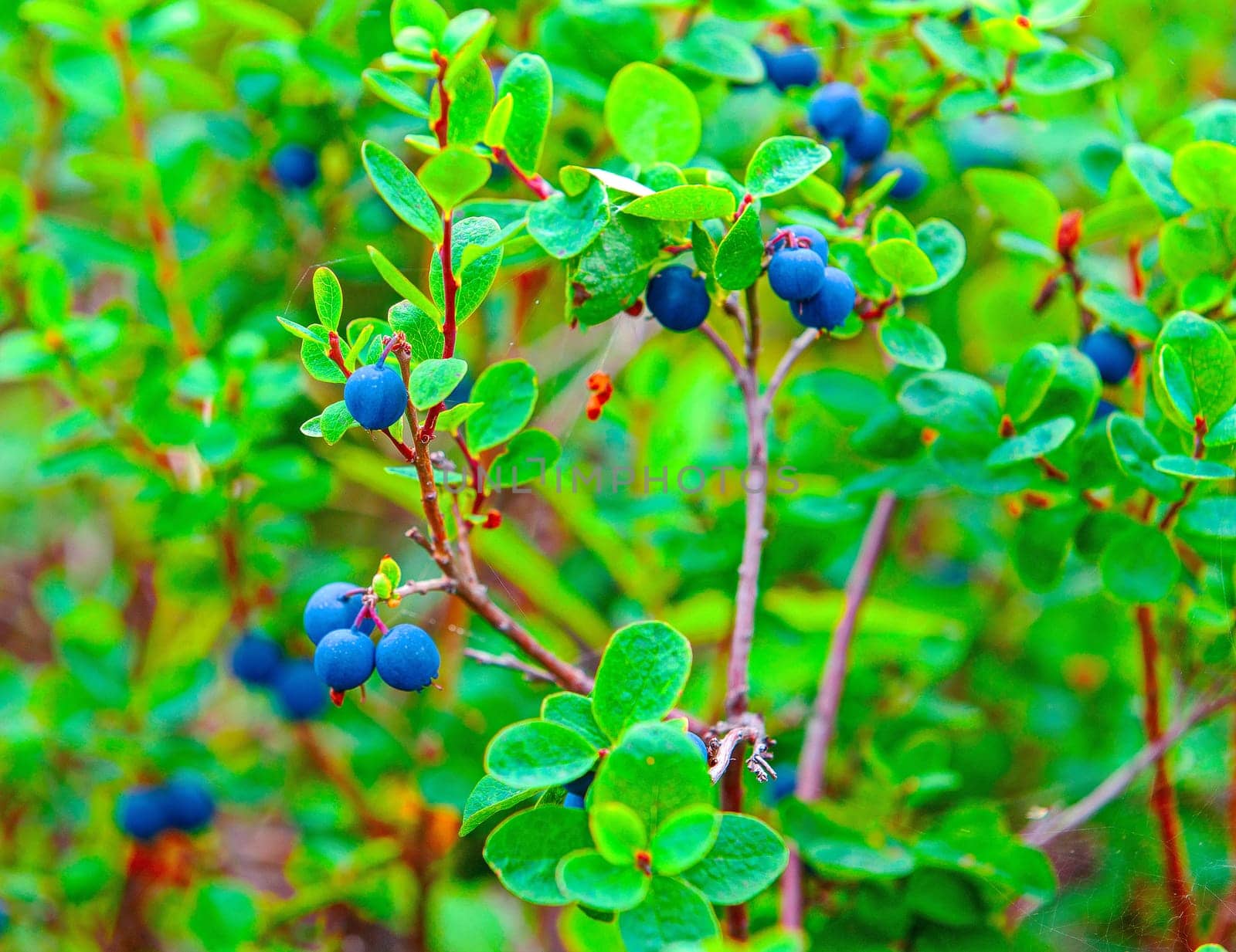The Fresh Organic Blueberries on the bush. Selective focus