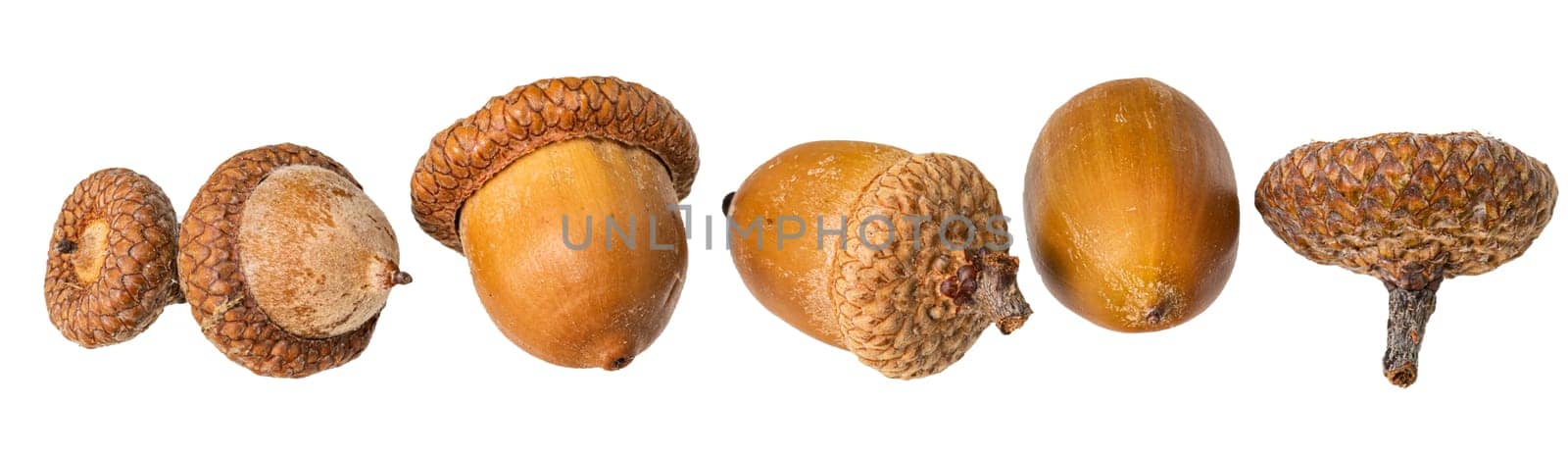 Isolated acorns, acorn nuts as a border against a white background