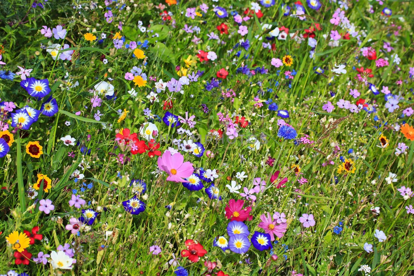 Colorful flower meadow in the primary color green with different wild flowers.