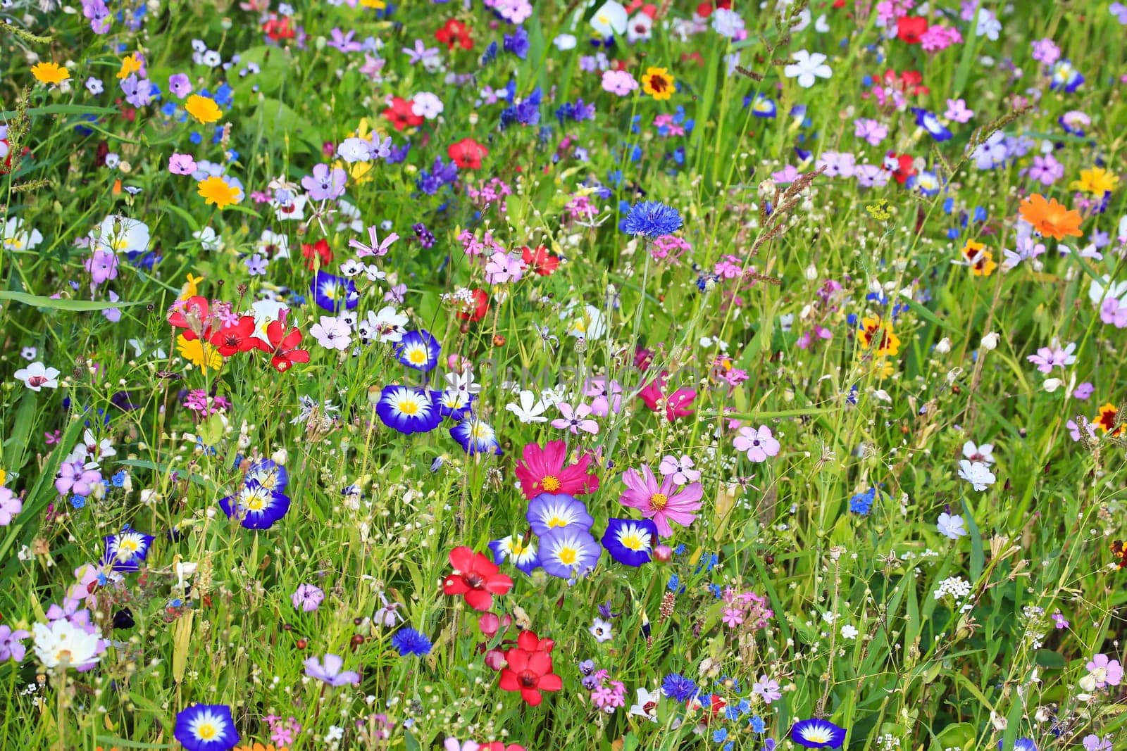 Colorful flower meadow in the primary color green with different wild flowers.