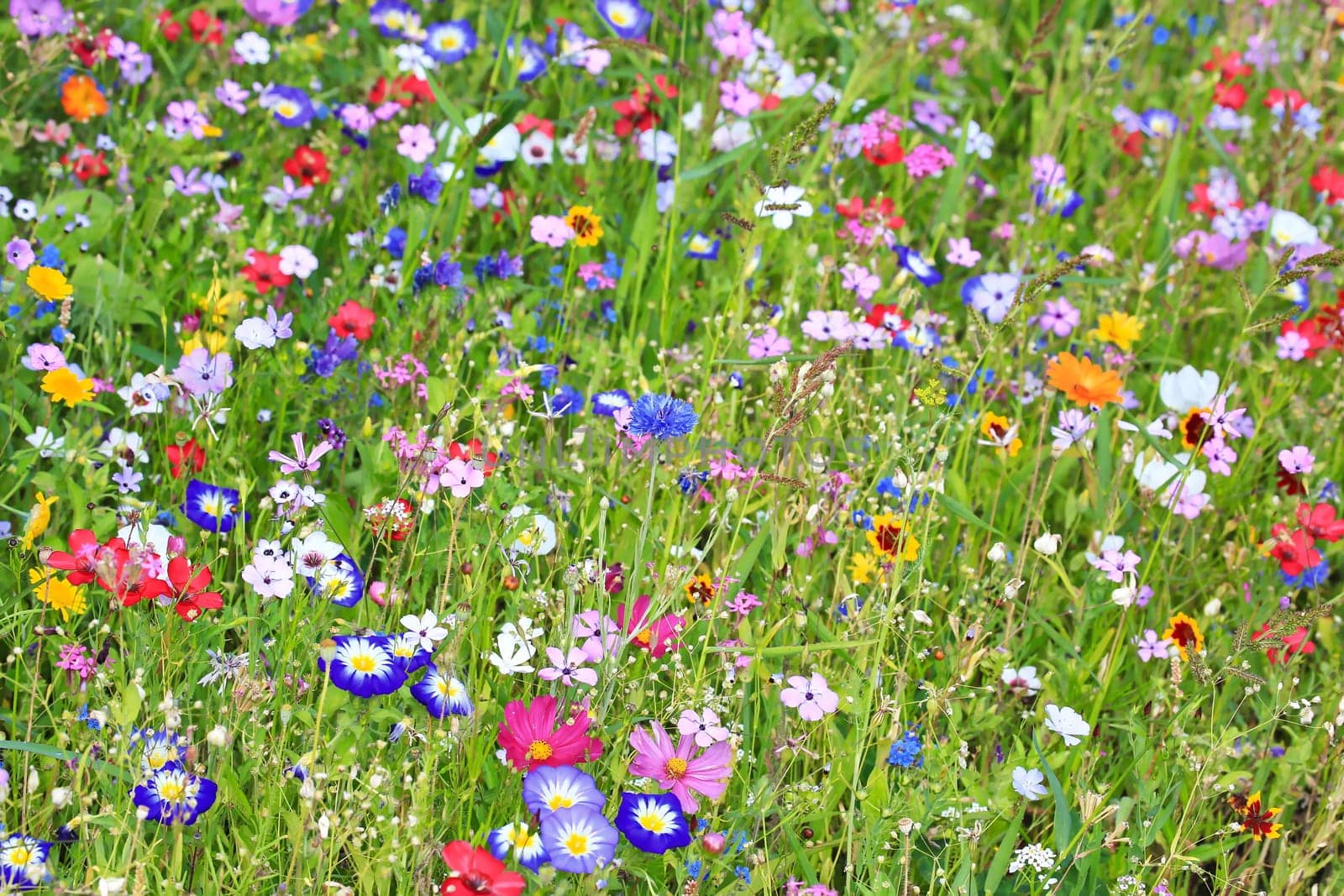 Colorful flower meadow in the primary color green with different wild flowers.
