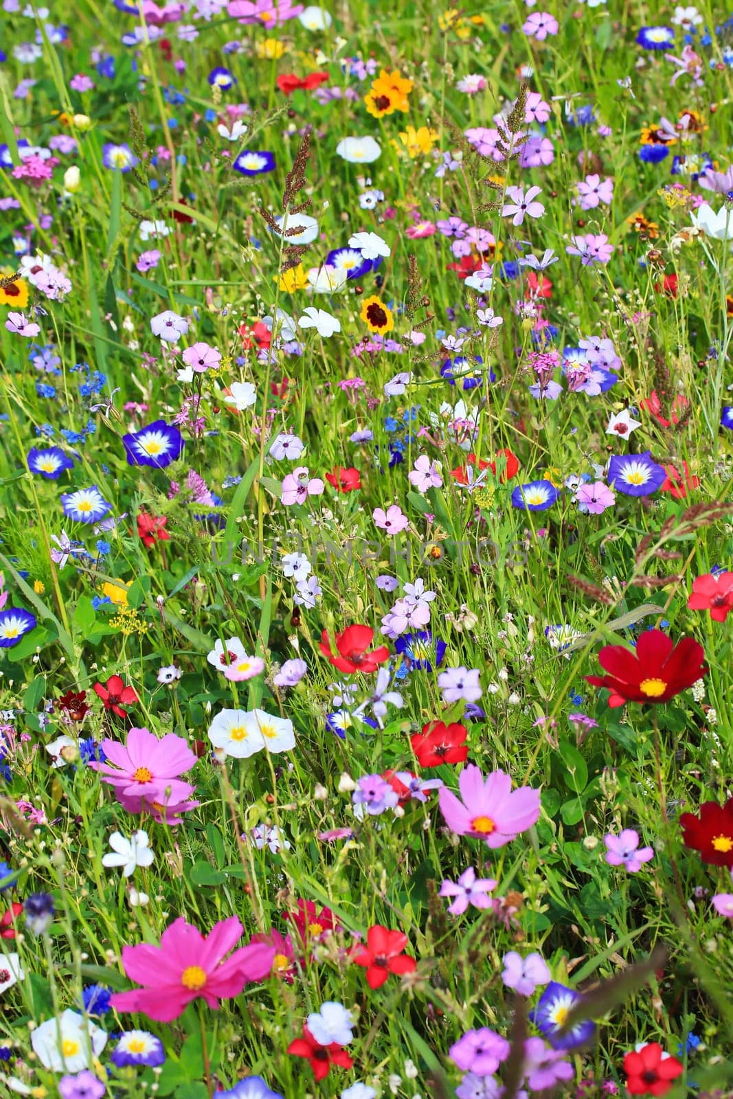 Colorful flower meadow in the primary color green with different wild flowers.