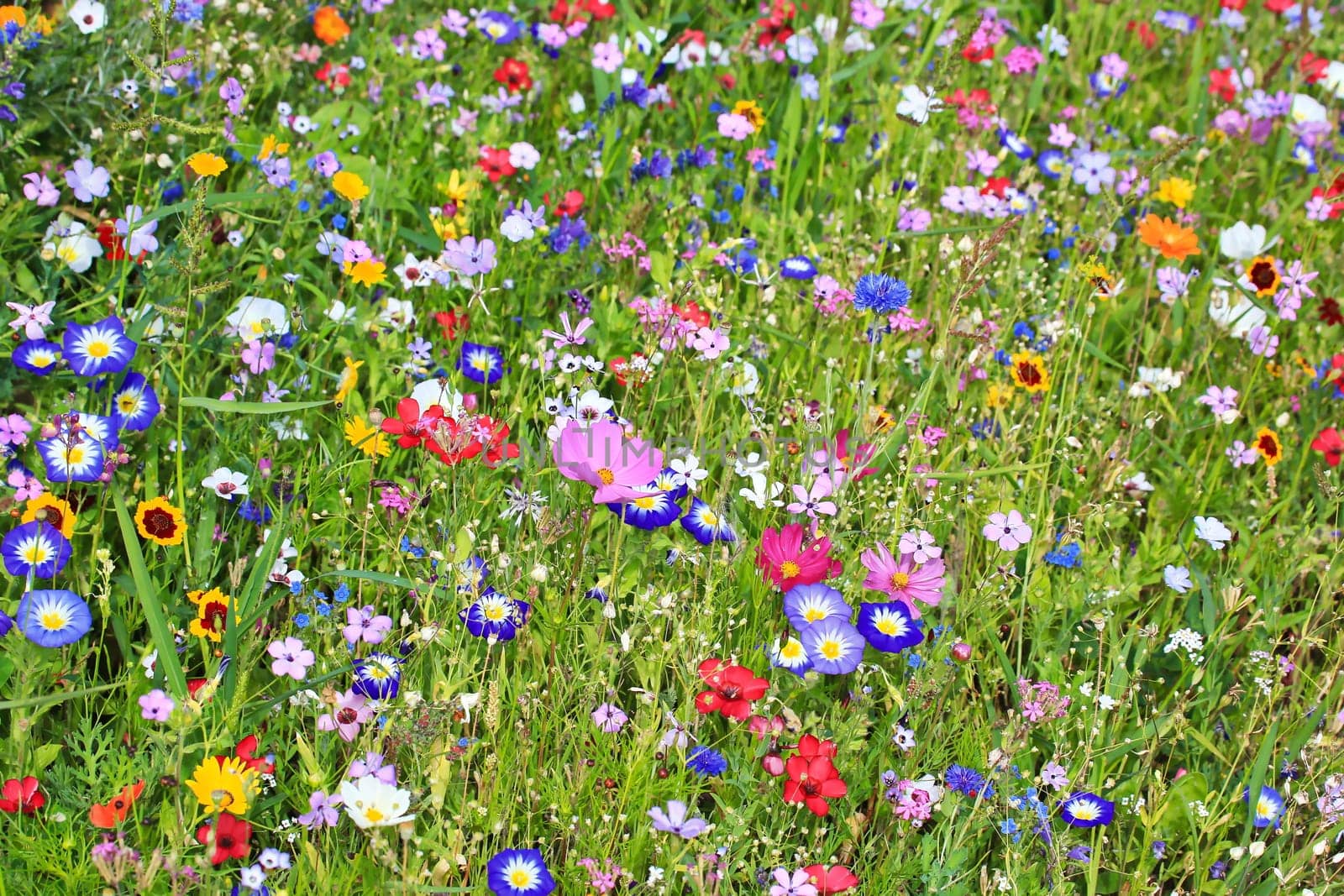 Colorful flower meadow in the primary color green with different wild flowers.