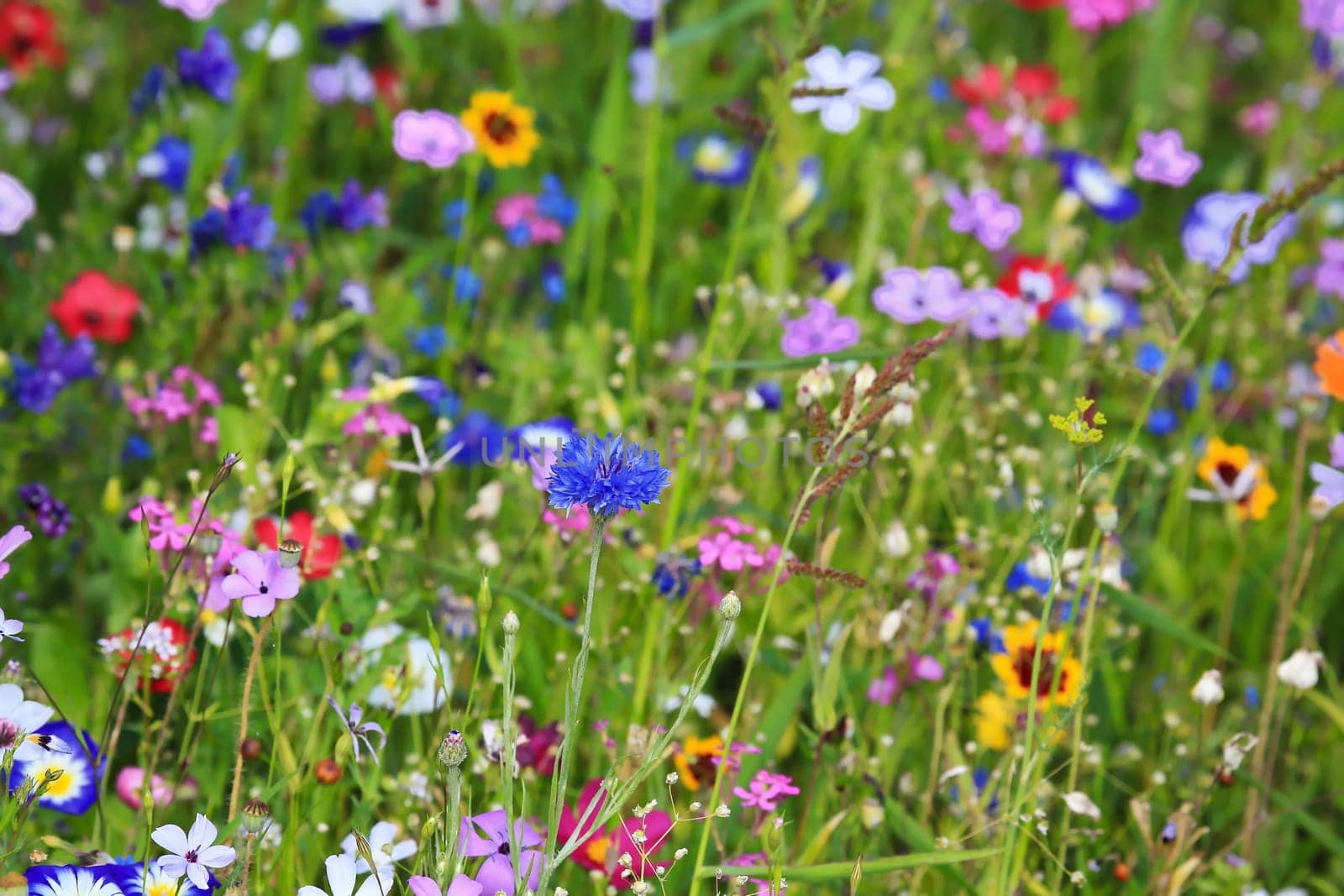Colorful flower meadow in the primary color green with different wild flowers.